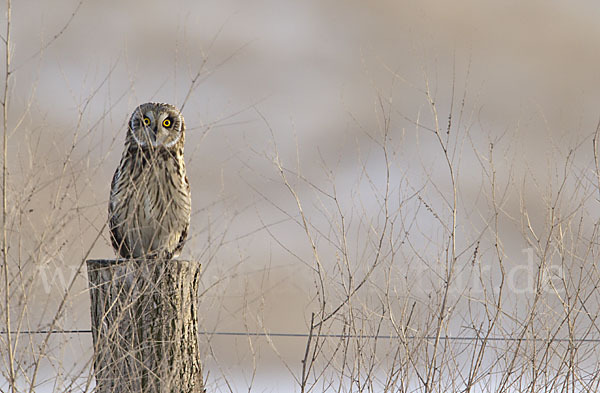 Sumpfohreule (Asio flammeus)