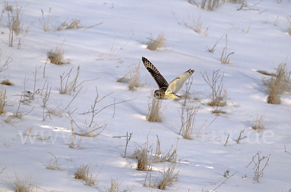 Sumpfohreule (Asio flammeus)