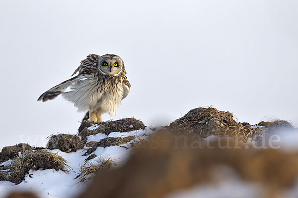 Sumpfohreule (Asio flammeus)