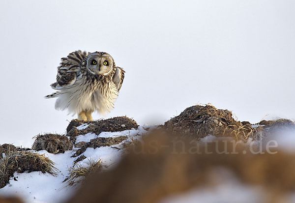 Sumpfohreule (Asio flammeus)