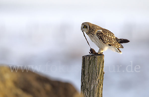 Sumpfohreule (Asio flammeus)