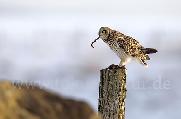 Sumpfohreule (Asio flammeus)