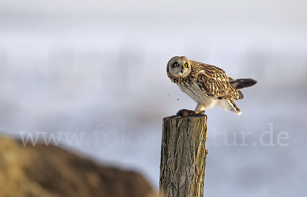 Sumpfohreule (Asio flammeus)