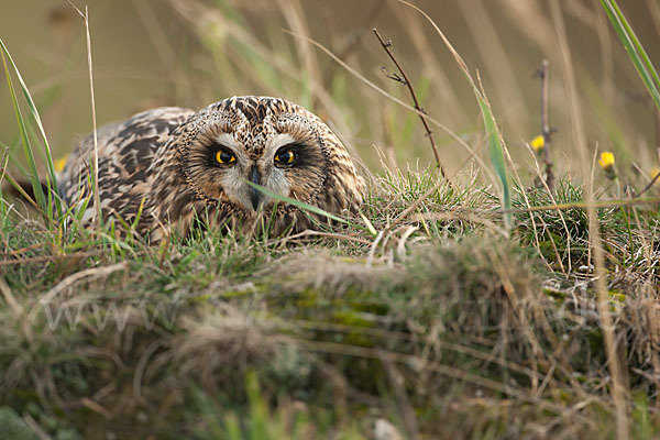 Sumpfohreule (Asio flammeus)