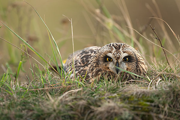 Sumpfohreule (Asio flammeus)