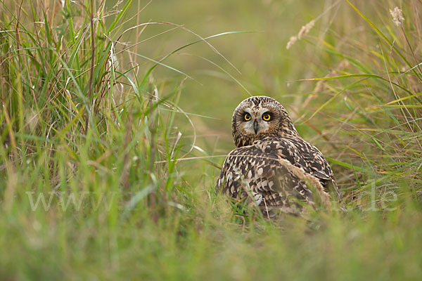 Sumpfohreule (Asio flammeus)