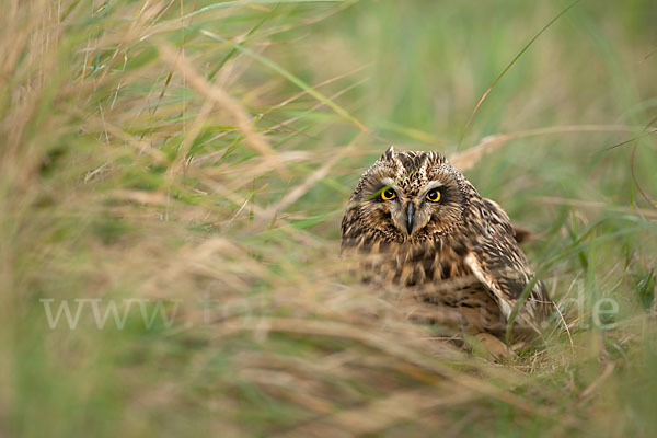 Sumpfohreule (Asio flammeus)