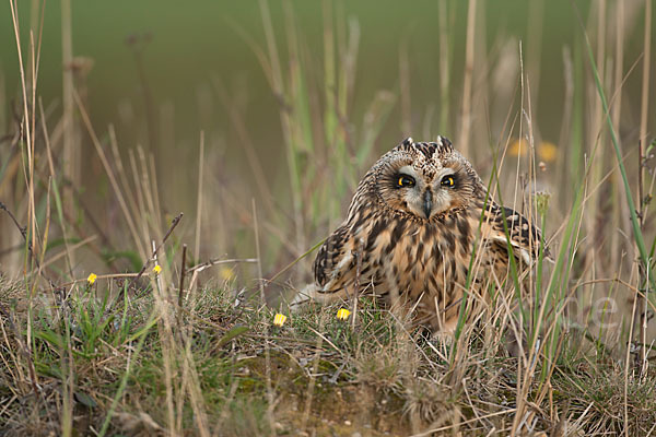 Sumpfohreule (Asio flammeus)