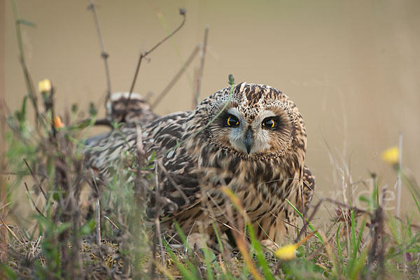 Sumpfohreule (Asio flammeus)