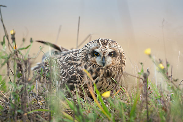 Sumpfohreule (Asio flammeus)