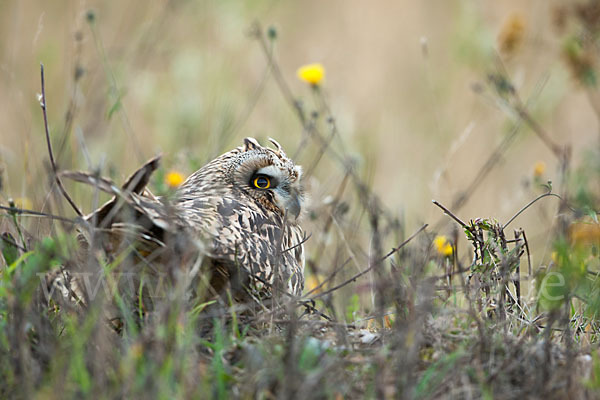 Sumpfohreule (Asio flammeus)