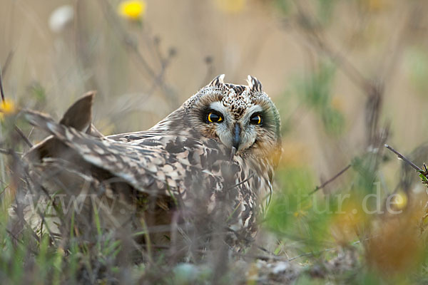 Sumpfohreule (Asio flammeus)