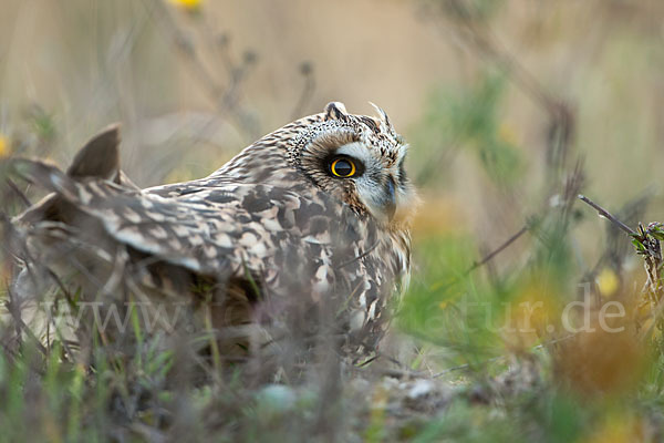 Sumpfohreule (Asio flammeus)