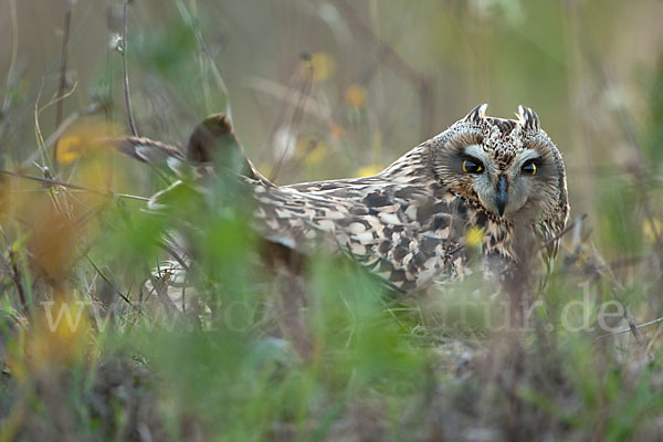 Sumpfohreule (Asio flammeus)