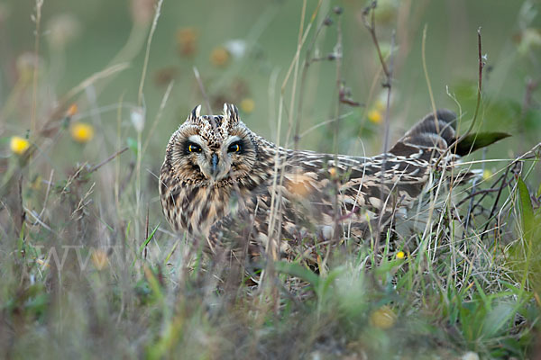 Sumpfohreule (Asio flammeus)