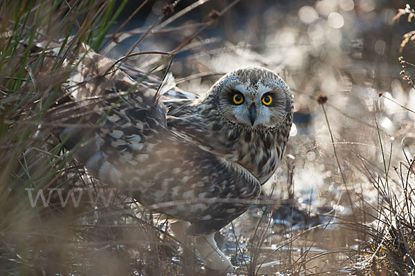 Sumpfohreule (Asio flammeus)