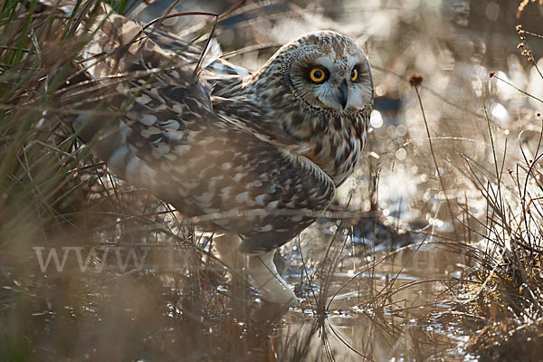 Sumpfohreule (Asio flammeus)