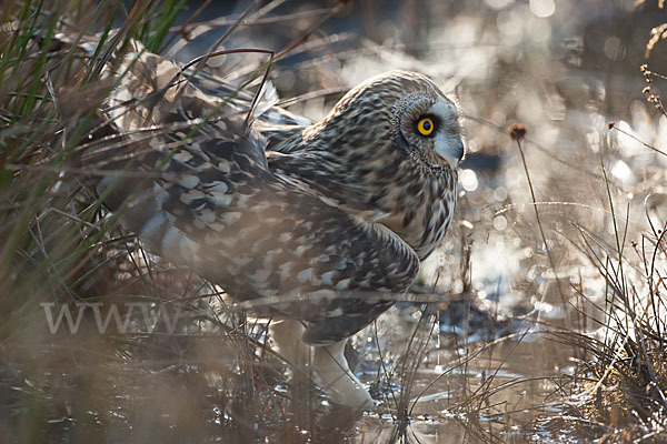 Sumpfohreule (Asio flammeus)