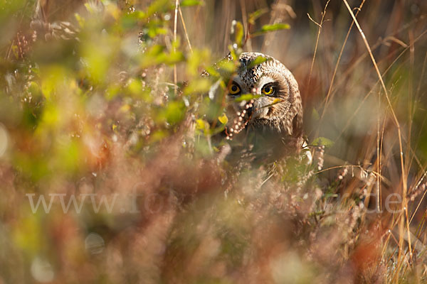 Sumpfohreule (Asio flammeus)