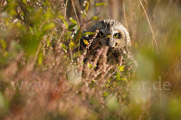 Sumpfohreule (Asio flammeus)