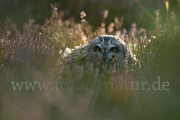 Sumpfohreule (Asio flammeus)