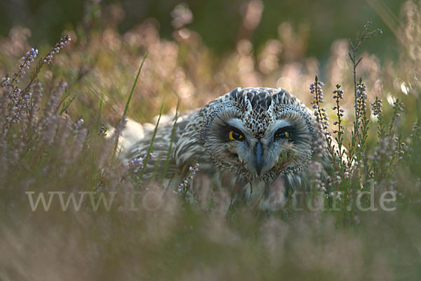 Sumpfohreule (Asio flammeus)