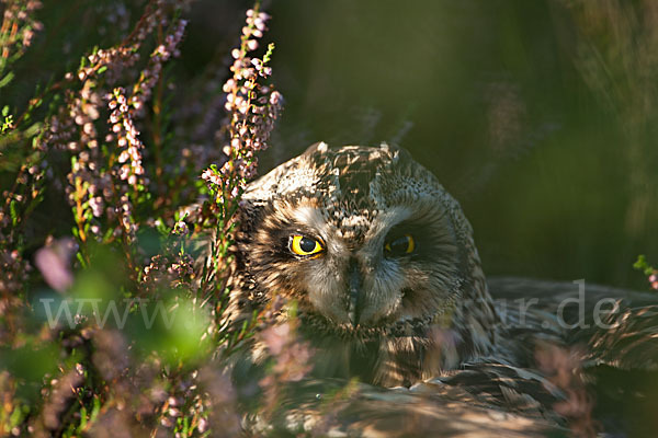 Sumpfohreule (Asio flammeus)