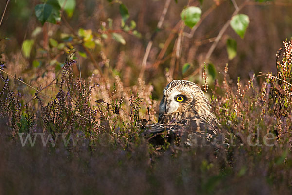 Sumpfohreule (Asio flammeus)