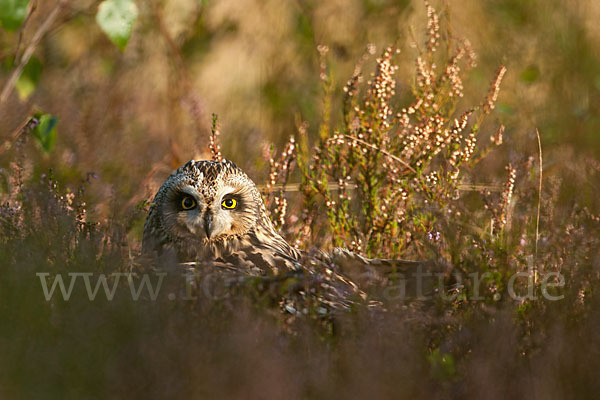 Sumpfohreule (Asio flammeus)