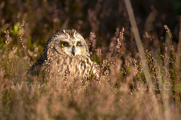 Sumpfohreule (Asio flammeus)