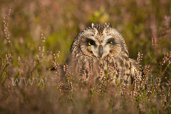 Sumpfohreule (Asio flammeus)