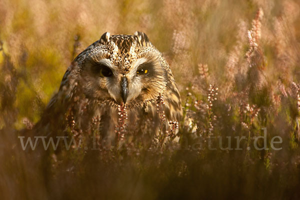 Sumpfohreule (Asio flammeus)