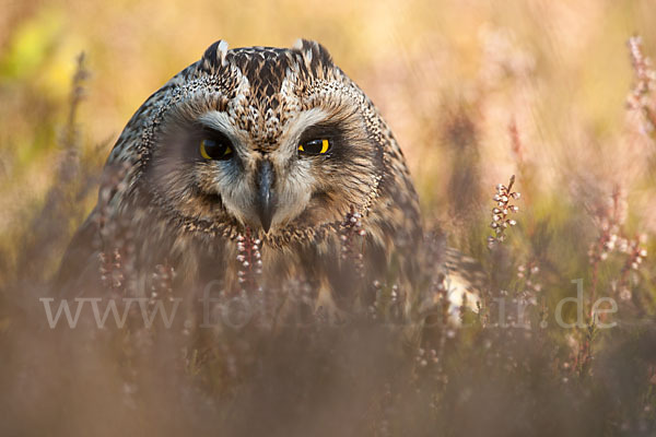 Sumpfohreule (Asio flammeus)