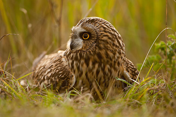 Sumpfohreule (Asio flammeus)