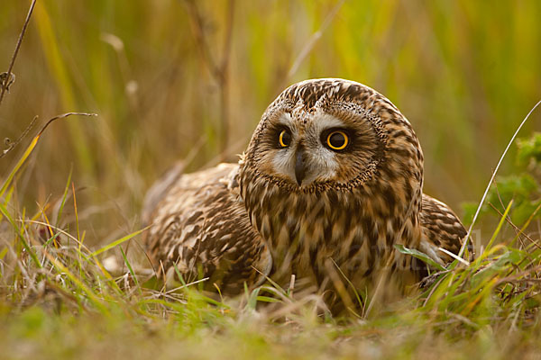 Sumpfohreule (Asio flammeus)