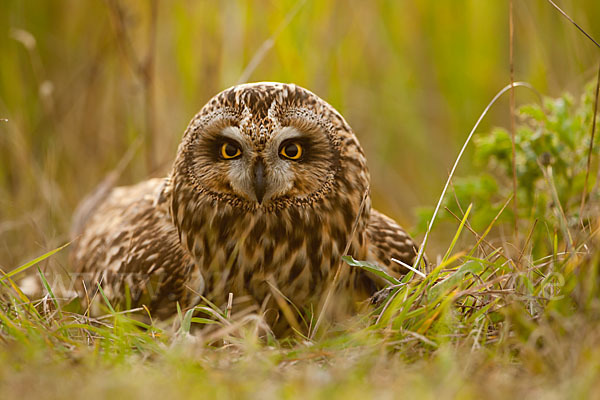 Sumpfohreule (Asio flammeus)