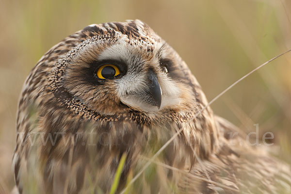 Sumpfohreule (Asio flammeus)