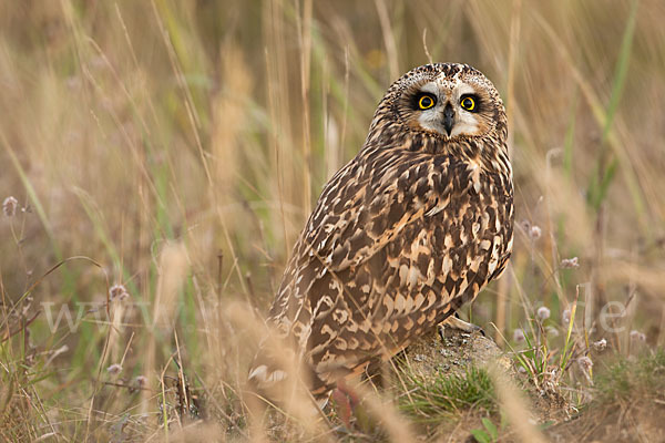 Sumpfohreule (Asio flammeus)