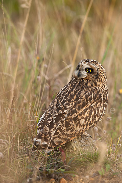 Sumpfohreule (Asio flammeus)