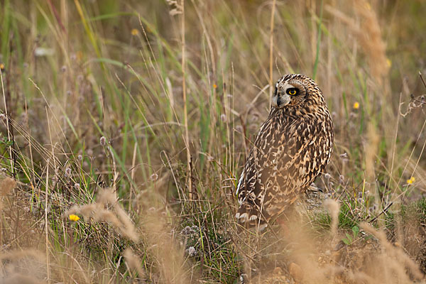 Sumpfohreule (Asio flammeus)