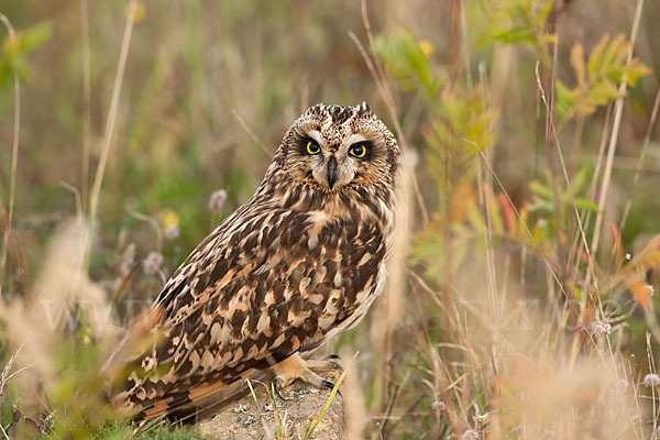 Sumpfohreule (Asio flammeus)