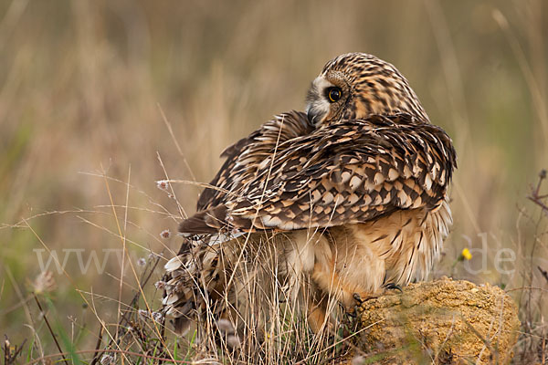 Sumpfohreule (Asio flammeus)