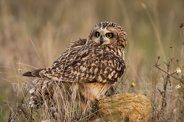 Sumpfohreule (Asio flammeus)