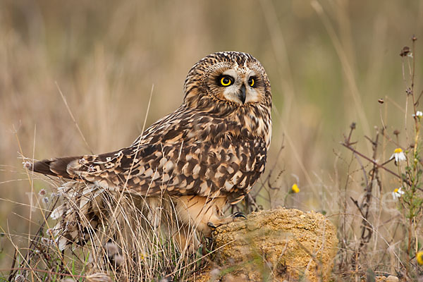 Sumpfohreule (Asio flammeus)