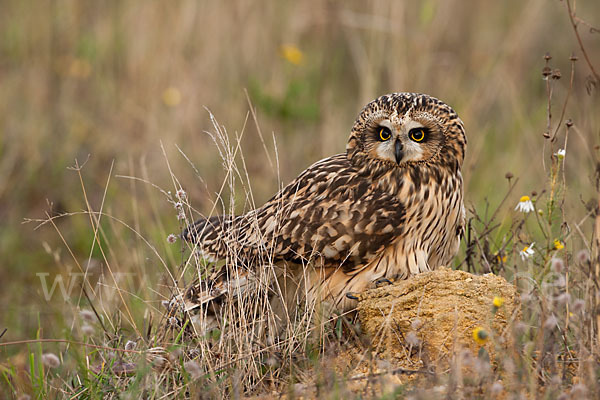 Sumpfohreule (Asio flammeus)