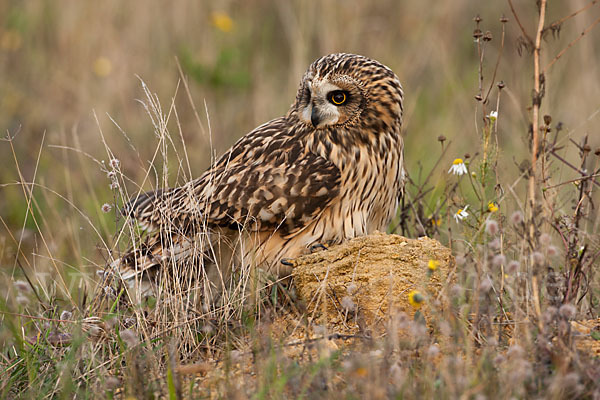 Sumpfohreule (Asio flammeus)