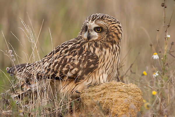 Sumpfohreule (Asio flammeus)