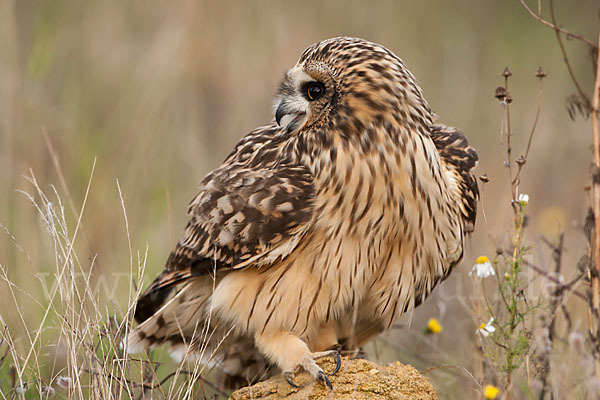 Sumpfohreule (Asio flammeus)