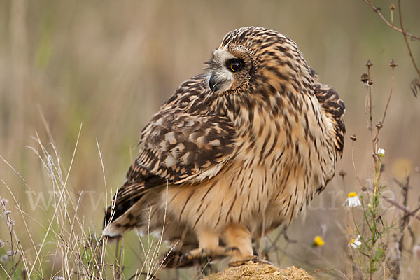 Sumpfohreule (Asio flammeus)