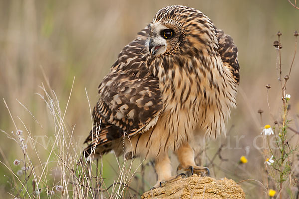 Sumpfohreule (Asio flammeus)